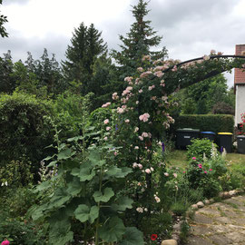 Kletterrose Mme Albertine am Rosenbogen