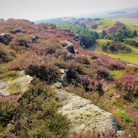 Überall Heide und Felsen