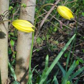 Seltene Wildtulpen in den Harsleber Bergen