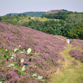 Im August blüht die Heide