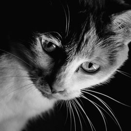 #portrait #animal #chat #faune #mignon #noir&blanc