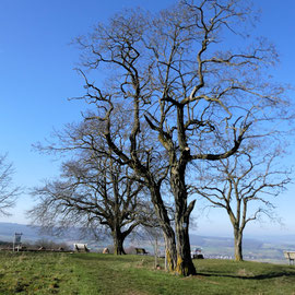 Kuppe des Mensfelder Kopfes