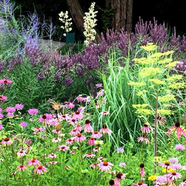 Staudenpflanzen von Naturgarten Tafferner