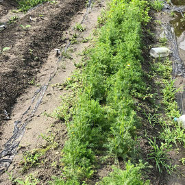 カモミール