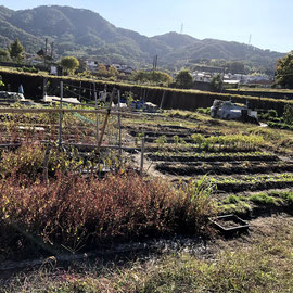 4号地ー藍