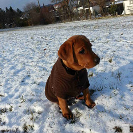 Labrador und Pullover - irgendwas ist hier falsch.