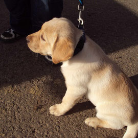 Angel in der Hundeschule. Noch etwas skeptisch, aber das wird schon.