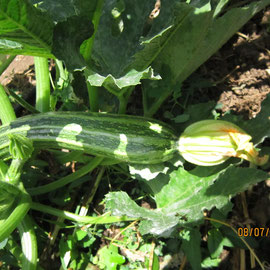 Le zucchine