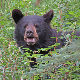 Kanada/Alaska 2014 Teil 1
