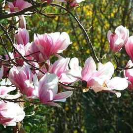 Magnolienblüten