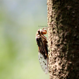 Zikaden / Cicada(Auchenorrhyncha)