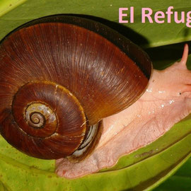 Incidostoma popayanum (kindly identified by Biol. Rafael Contreras)