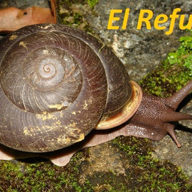 Isomeria oreas