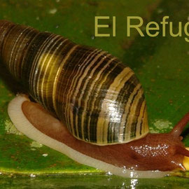 Synapterpes sp. (kindly identified by Dr. Bram Breure), feeding on an anthurium seed
