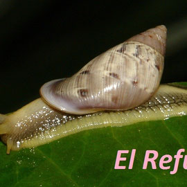 Drymaeus zingarensis (kindly identified by Dr. Bram Breure), endemic for the region