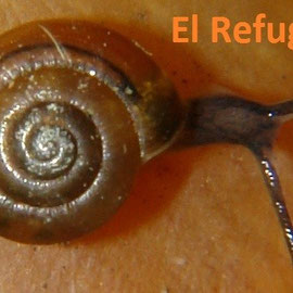 Unidentified miniature snail (shell only 3 mm across)