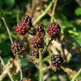 Nahaufnahme von roten und schwarzen Brombeer-Früchten im Sommersonnenschein. Bild K.D. Michaelis