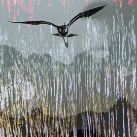 Traversée lumineuse, Vanneau huppé
