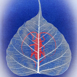 Eclat rouge, Longicorne