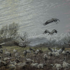 Grues cendrées dans la tourmente, 