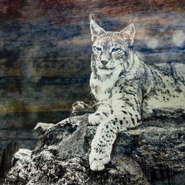 La force tranquille, Lynx boréal