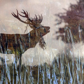 Symphonie automnale, Cerf élaphe