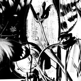 TULIP MORT