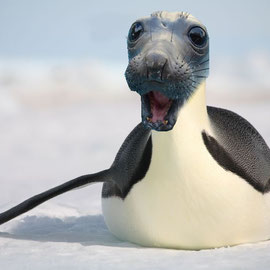 "Seal-Penguin" by Austyn B