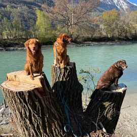 3 gute Freunde, Eluc, Amigo und Arven
