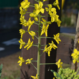 ナノハナ（菜の花）