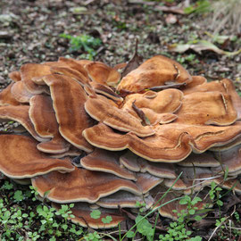 reuzenzwam