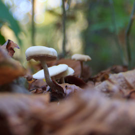 bospaddenstoel
