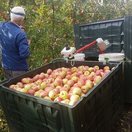 Der Kistenwagen bei der Apfelernte