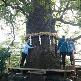 新熊野神社の「樟」 おなかの神様