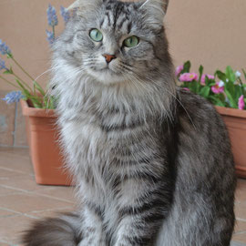 Iris Wild Taiga - Gatto siberiano Black silver tabby mackerel