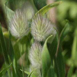 Lagurus ovatus