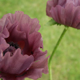 Papaver 'Patty's Plum'