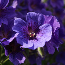 Geranium x magnificum