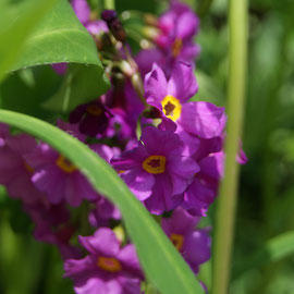 Primula poisonii