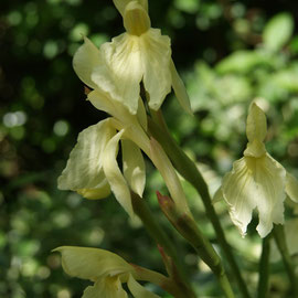 Roscoeia cautleoides