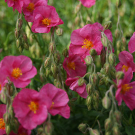 Helianthemum 