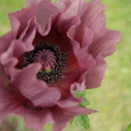 Papaver 'Patty's Plum'