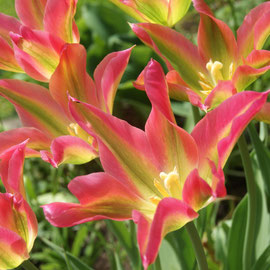 Tulipa 'Viridichic'