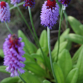 Primula vialii