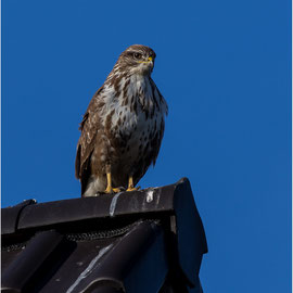 Dieser MÄUSEBUSSARD (BUTEO BUTEO) saß, von mir sich nicht gestört gefühlt, auf einem Dachgiebel.