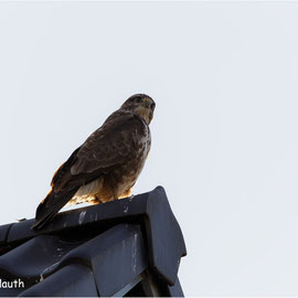 Dieser MÄUSEBUSSARD (BUTEO BUTEO) saß, von mir sich nicht gestört gefühlt, auf einem Dachgiebel. Tolle Gegenlichtaufnahme.