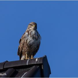 Dieser MÄUSEBUSSARD (BUTEO BUTEO) saß, von mir sich nicht gestört gefühlt, auf einem Dachgiebel.