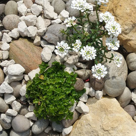 iberis and erigeron