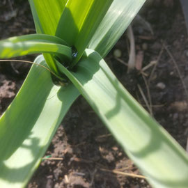 allium