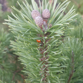 pinned mungo home to ladybirds